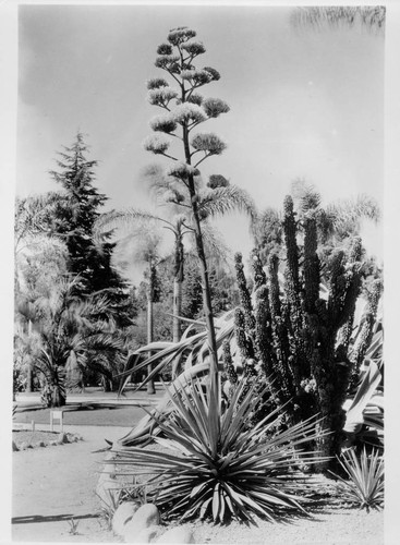 Agave yuccaefolia