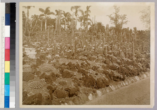 Desert garden, general view, circa 1930