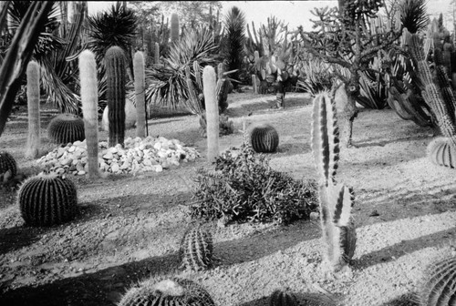 Desert garden, general view, circa 1925