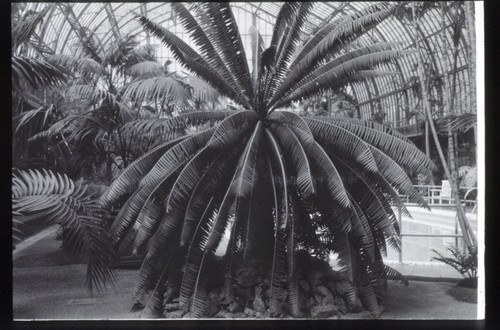 Dion spinulosum on Doheny estate