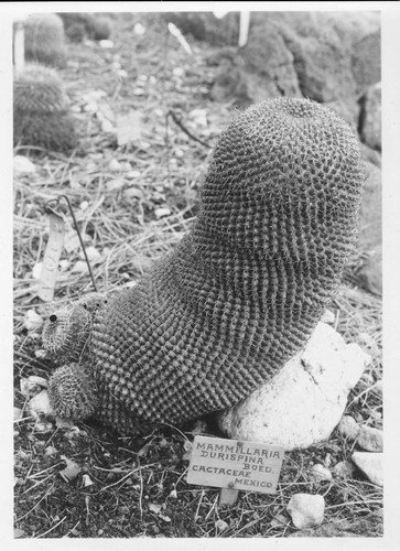 Mammillaria durispina