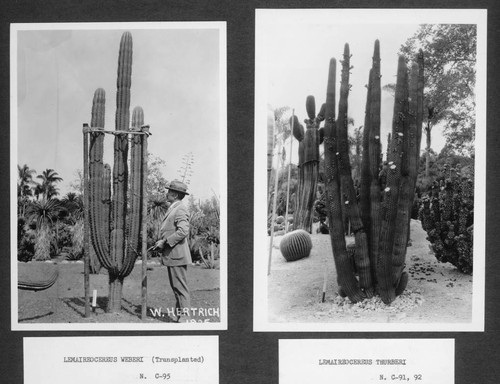 Desert garden views of two lemaireocereus specimens