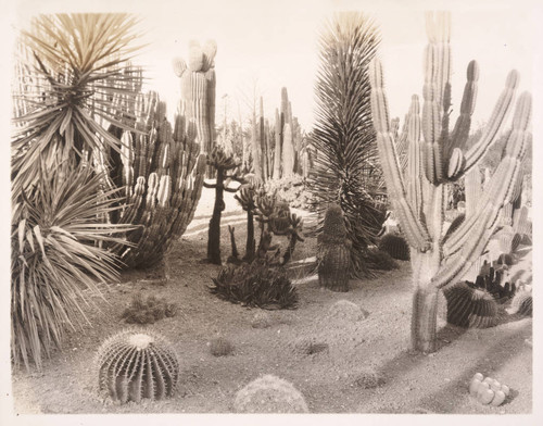 Desert garden, general view, 1926
