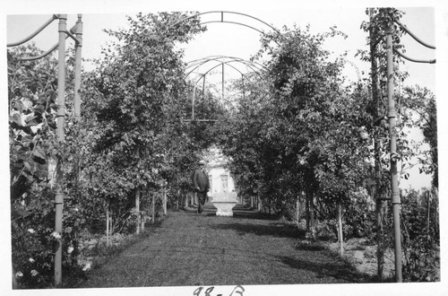 Henry E. Huntington in the rose garden, circa 1916