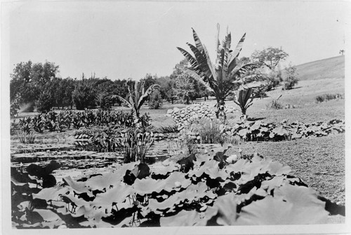 Lily ponds, circa 1905