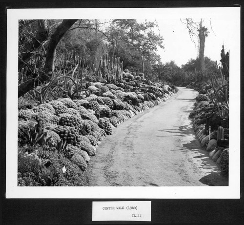 Desert garden path, 1960