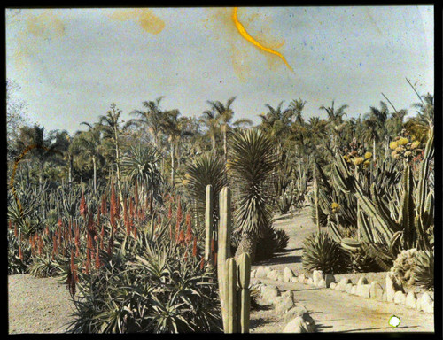 Desert garden, general view, circa 1924
