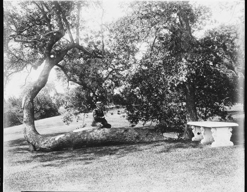 Henry E. Huntington resting on a tree trunk on the San Marino ranch grounds, circa 1912