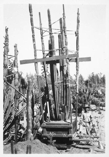 Pachycereus marginata transplanting, 1925