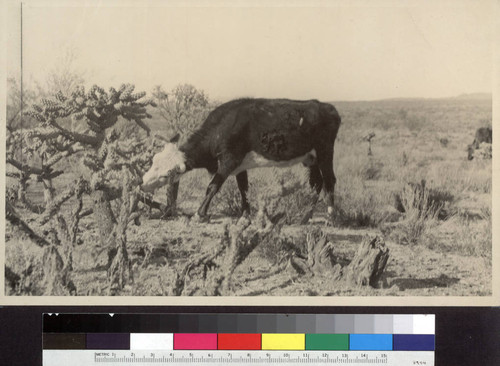 Cow feeding on cactus