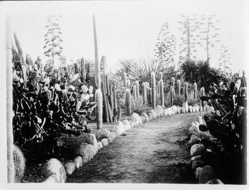 Desert garden, general view