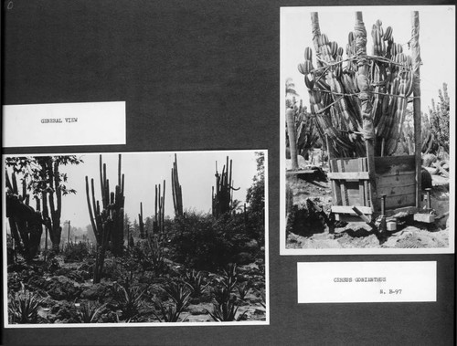 Desert garden general view and cereus transplanting