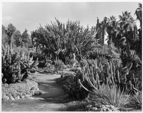 Cereus xanthocarpus