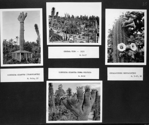 Desert garden views of carnegiea and cephalocereus specimens