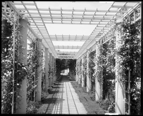 Rose garden pergola, circa 1915