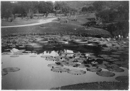 Lily ponds