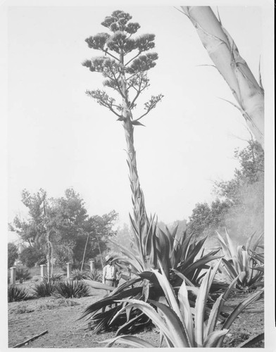 Agave atrovirens