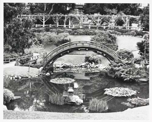 Drum bridge and wisteria pergola in the Japanese garden, 1972