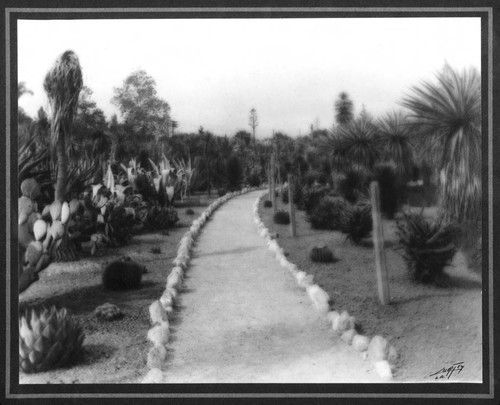 Desert garden, general view