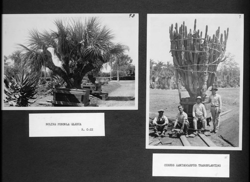 Desert garden views of the transplanting of cereus and nolina specimens
