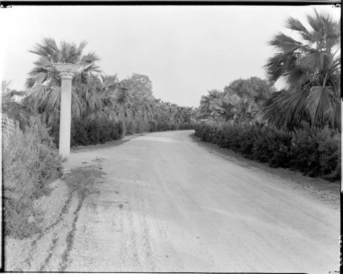 North drive through erythea palms, circa 1922