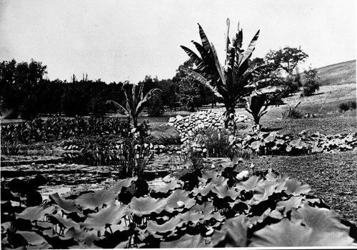 Lily ponds, circa 1905