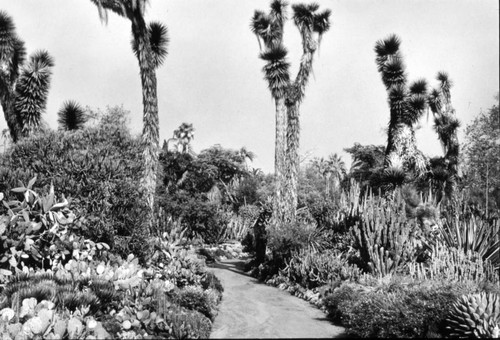 Desert garden, general view, central path