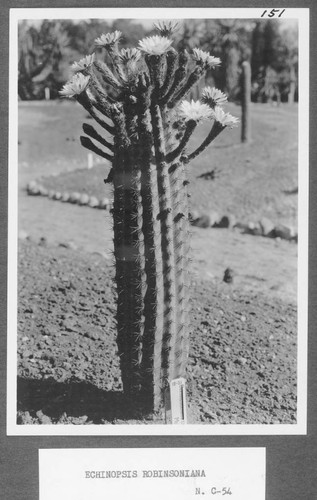 Echinopsis robinsoniana