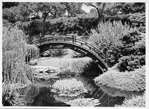 Drum bridge in the Japanese garden