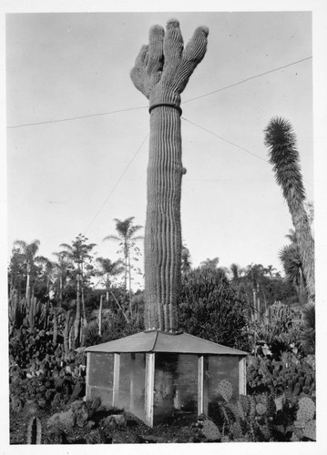 Carnegiea gigantea in the desert garden