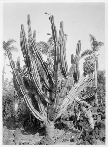 Cereus glaucus, 1936