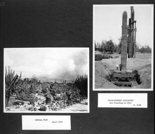 Desert garden photographs of general view and transplanting of a cephalocereus specimen