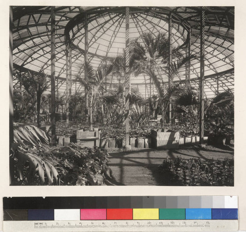 Interior of the lath house on the San Marino ranch