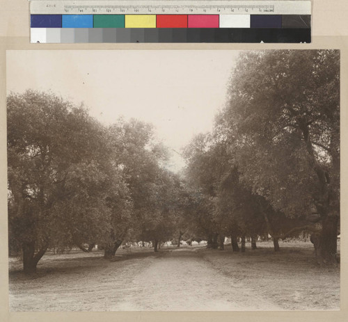 Olive orchard on the Shorb estate near Huntington Drive, circa 1890