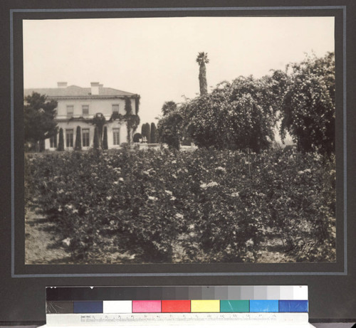 Rose garden and residence, circa 1918