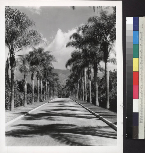 Main drive leading through citrus orchard, circa 1922