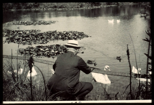 Henry E. Huntington feeding ducks and swans in the reservoir, circa 1915