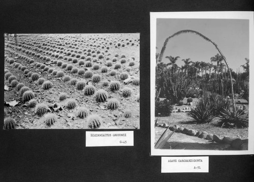 Desert garden views of echinocactus and agave