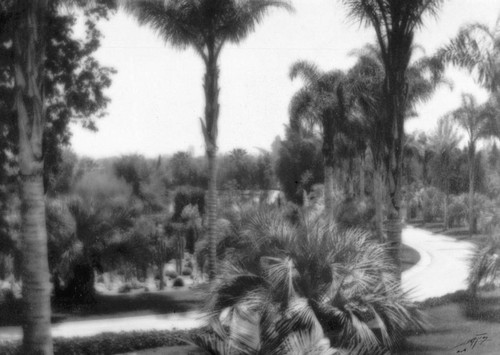 Desert and palm garden, circa 1920