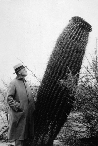 Ferocactus lecontei in its native habitat