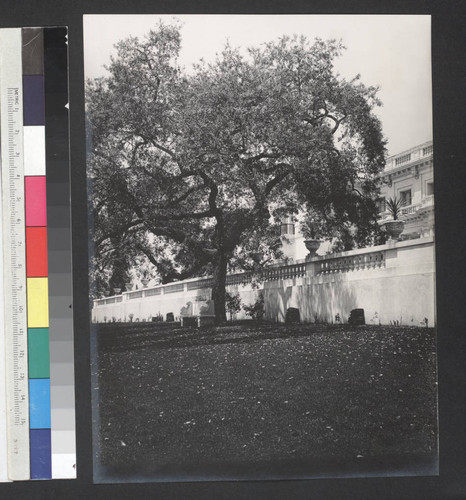 Oak tree near the south terrace of the Huntington residence