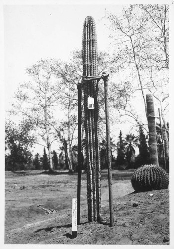 Pachycereus ruficeps transplanted