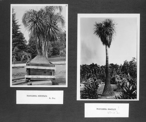 Desert garden photographs of beaucarnea specimens