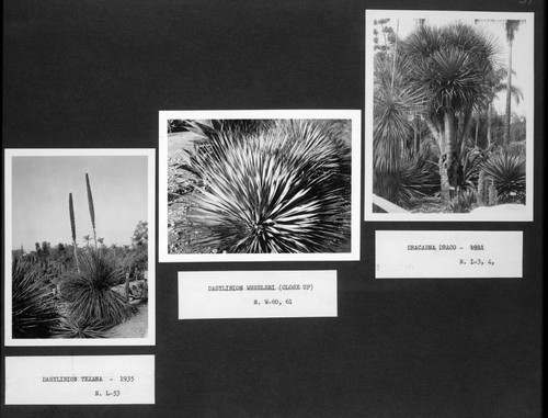 Desert garden views of dasylirion and dracaena specimens