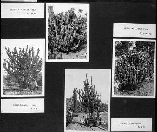 Desert garden views of four different cereus specimens