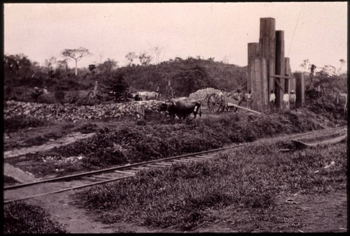 Boxed plant specimens from Mexico bound for San Marino ranch, circa 1912
