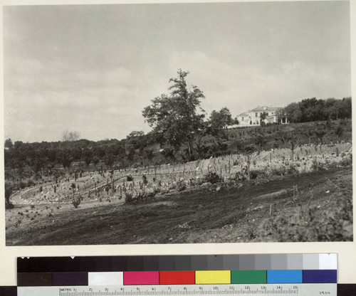Desert garden, general view, 1914