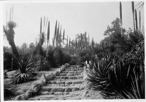 Collection of dasylirions in the desert garden, 1942