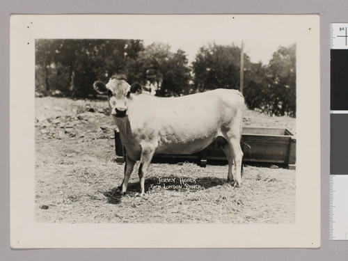 Jersey Heifer ; Jack London Ranch ; Glen Ellen Calif