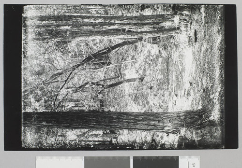 Jack London Ranch, redwood trees